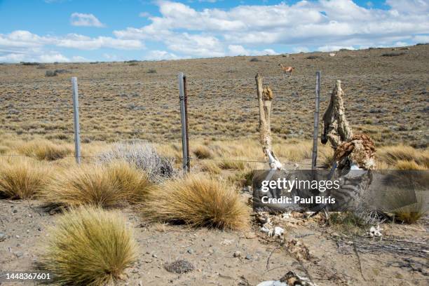 guanaco (lama guanicoe) dead adult skeletal remains caught on wire fence in steppe santa cruz province patagonia argentina - death of a rotten photos et images de collection