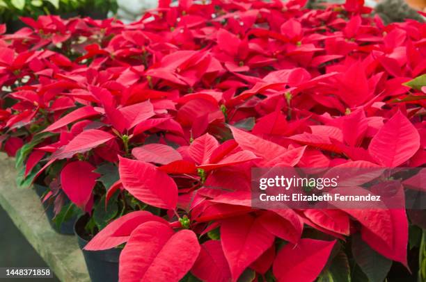 poinsettias, symbol of christmas. - caracas christmas stock pictures, royalty-free photos & images