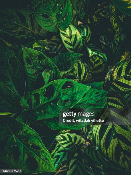 full frame shot of fresh green leaves ,nature background. - angiosperme photos et images de collection
