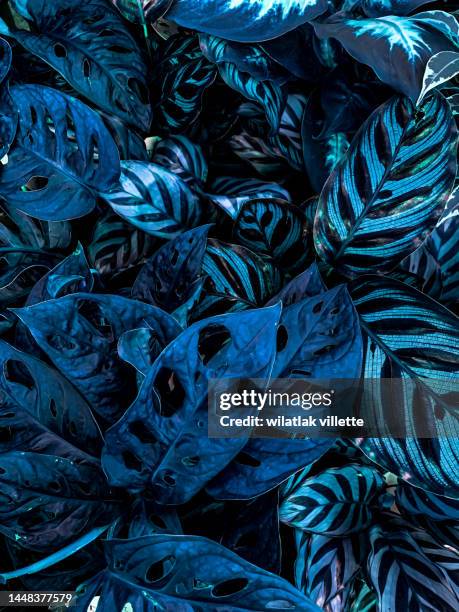 the stripe pattern of variegated plants - culture hawaïenne photos et images de collection