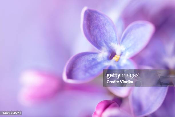 lilac blossom macro background with copy space - purple lilac stock pictures, royalty-free photos & images