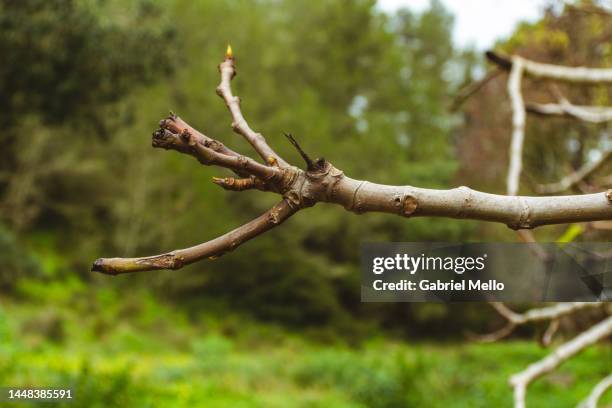 nature at trilho da ribeira das vinhas trail in cascais - trilho 個照片及圖片檔