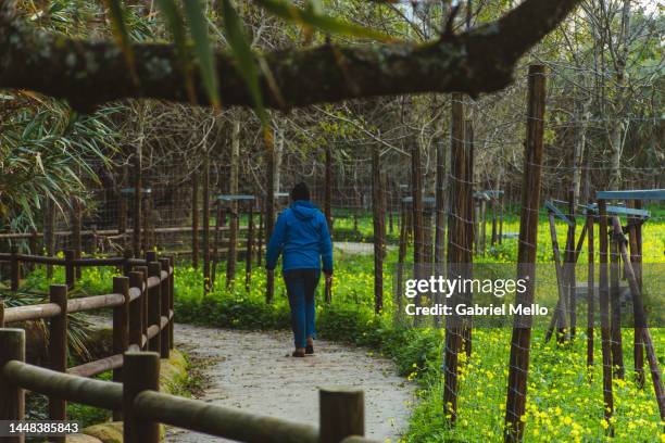 rear view of woman walking at trilho da ribeira das vinhas - trilho 個照片及圖片檔