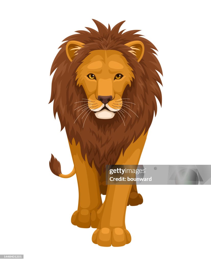 Lion. Front View.