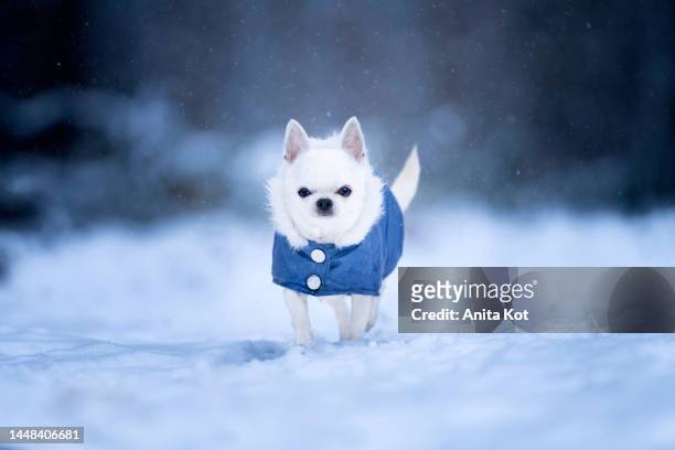chihuahua dog winter portrait - chihuahua love stock pictures, royalty-free photos & images