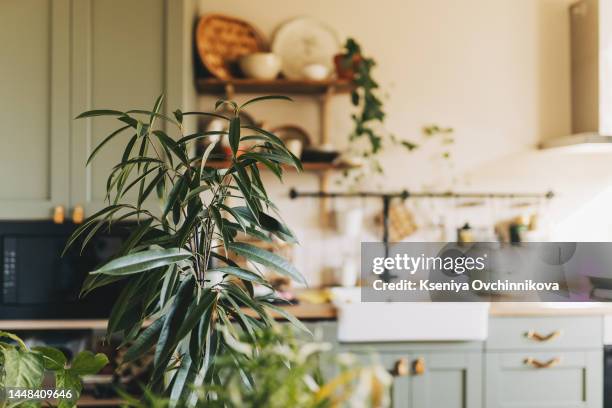 stylish and botany interior of dining room with design craft wooden table, chairs, a lof of plants, big window, poster map and elegant accessories in modern home decor. template. - big flower background stockfoto's en -beelden