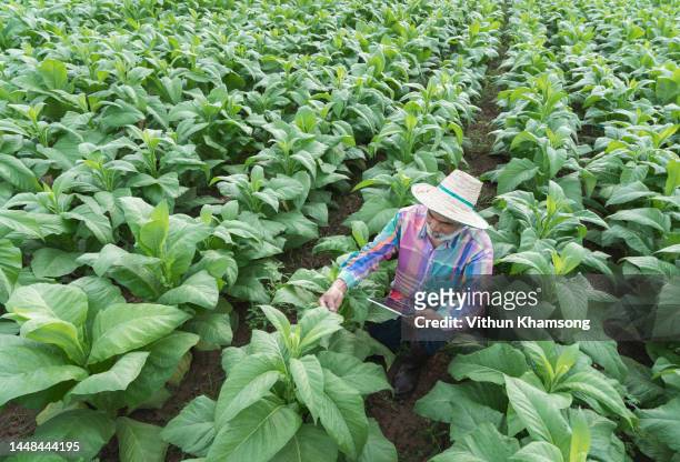 male asian farmer with tablet while working at  tobacco farm - water margin stock pictures, royalty-free photos & images