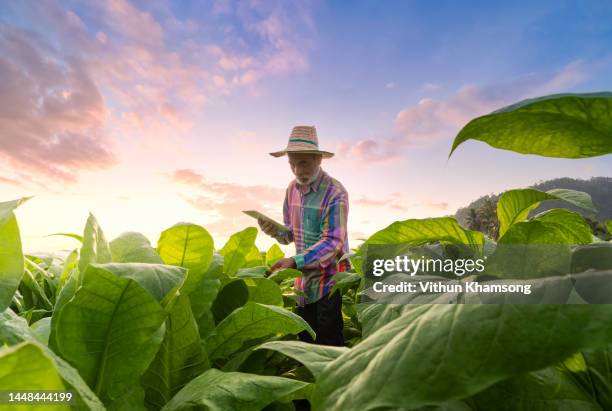 male asian farmer with tablet while working at tobacco farm - cultivo de tabaco fotografías e imágenes de stock