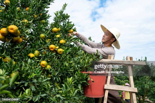 farmer picking ripe oranges - orange farm bildbanksfoton och bilder