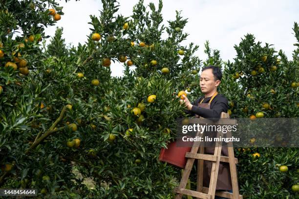 agricultor que colheu laranjas maduras - orange farm - fotografias e filmes do acervo