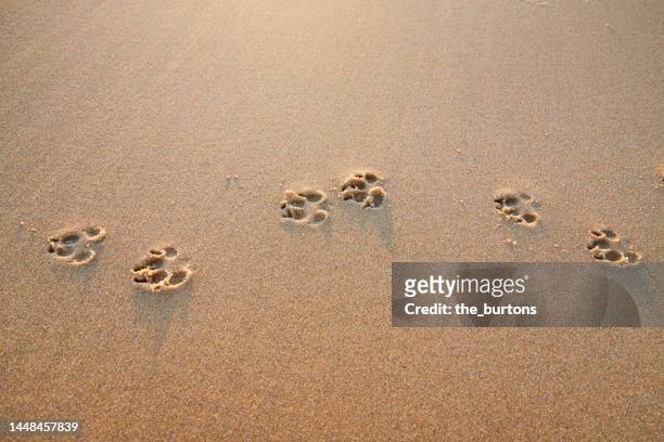 dog footprint in the sand at beach - paw prints stock pictures, royalty-free photos & images
