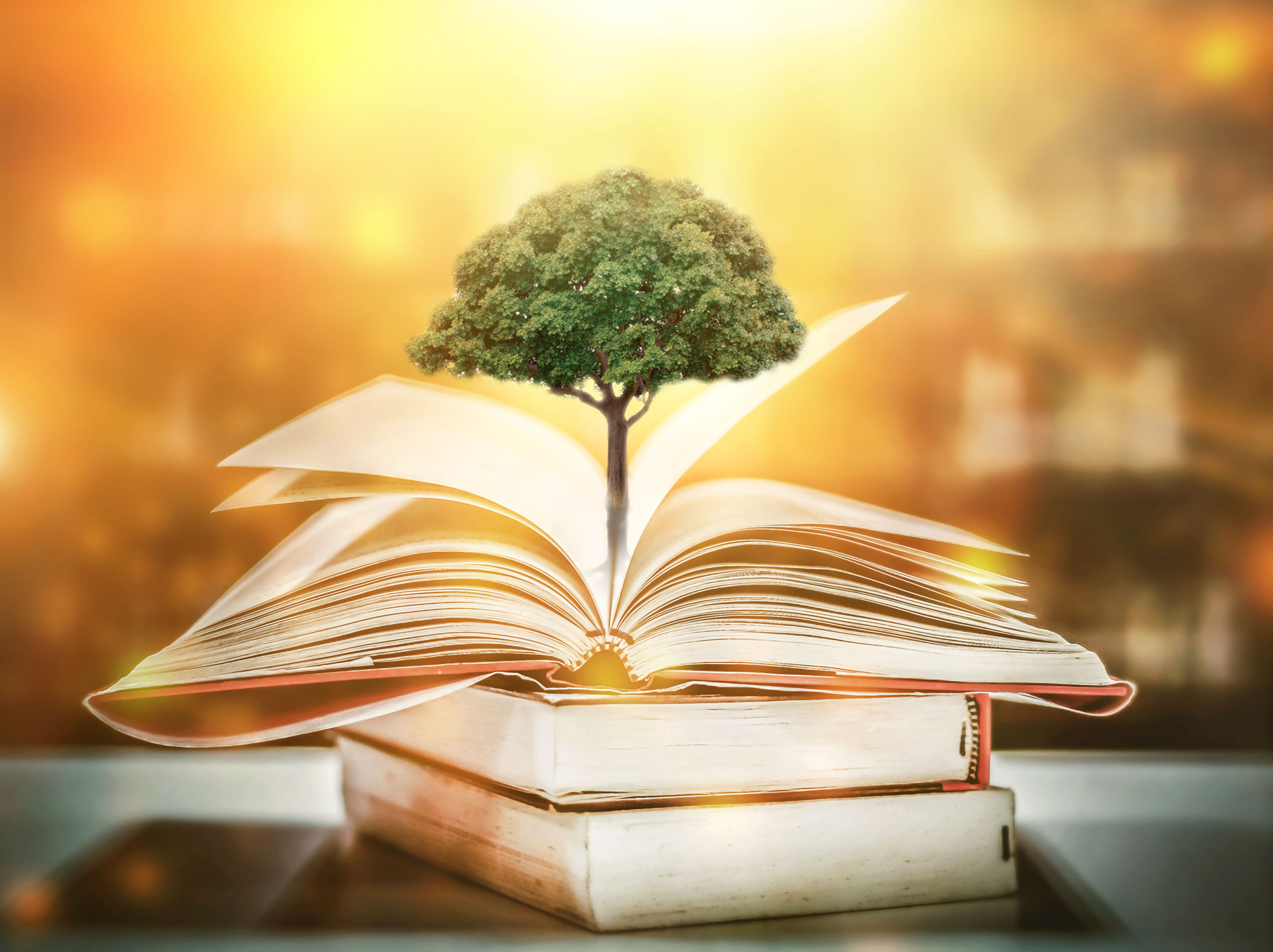 a tree growing on a book in a library a tree growing on a book in a library