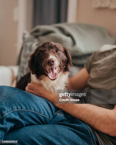 cute dog and his new owner in the sofa at home after rehoming rescue dog - geredde hond stockfoto's en -beelden