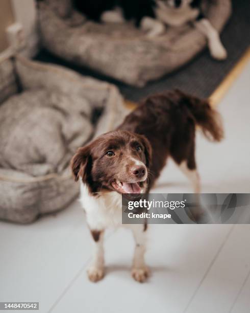 cute young little springer spaniel mix dog - multiple pets stock pictures, royalty-free photos & images