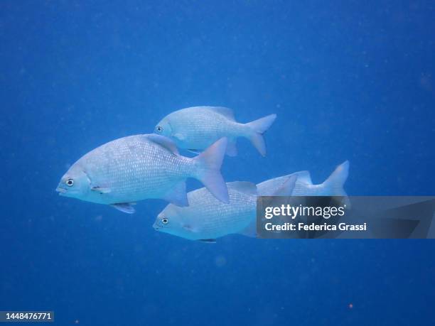 small group of brassy chub (kyphosus vaigiensis), carangidae family and other jack fish - pferdekopf stock-fotos und bilder