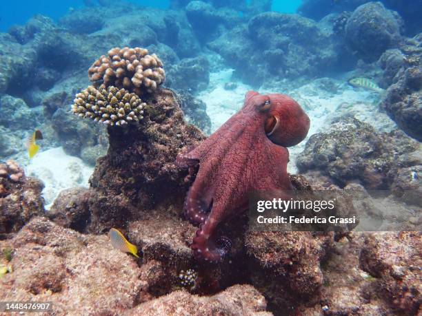 common octopus (octopus vulgaris) on maldivian coral reef in different positions (part of a series) - krake cephalopode stock-fotos und bilder