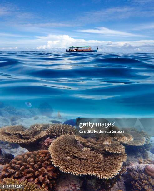 split-level view of maldivian lagoon with dhoni (traditional maldivian boat) and table corals, rannalhi island, indian ocean - maldives boat stock pictures, royalty-free photos & images