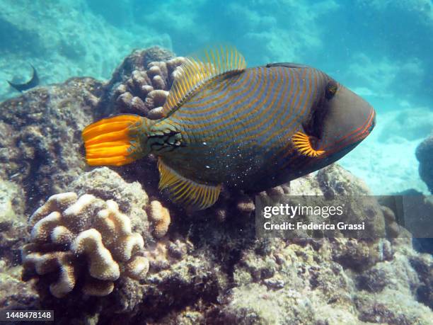 triggerfish or orange-striped triggerfish (balistapus undulatus) - ocean triggerfish stock pictures, royalty-free photos & images