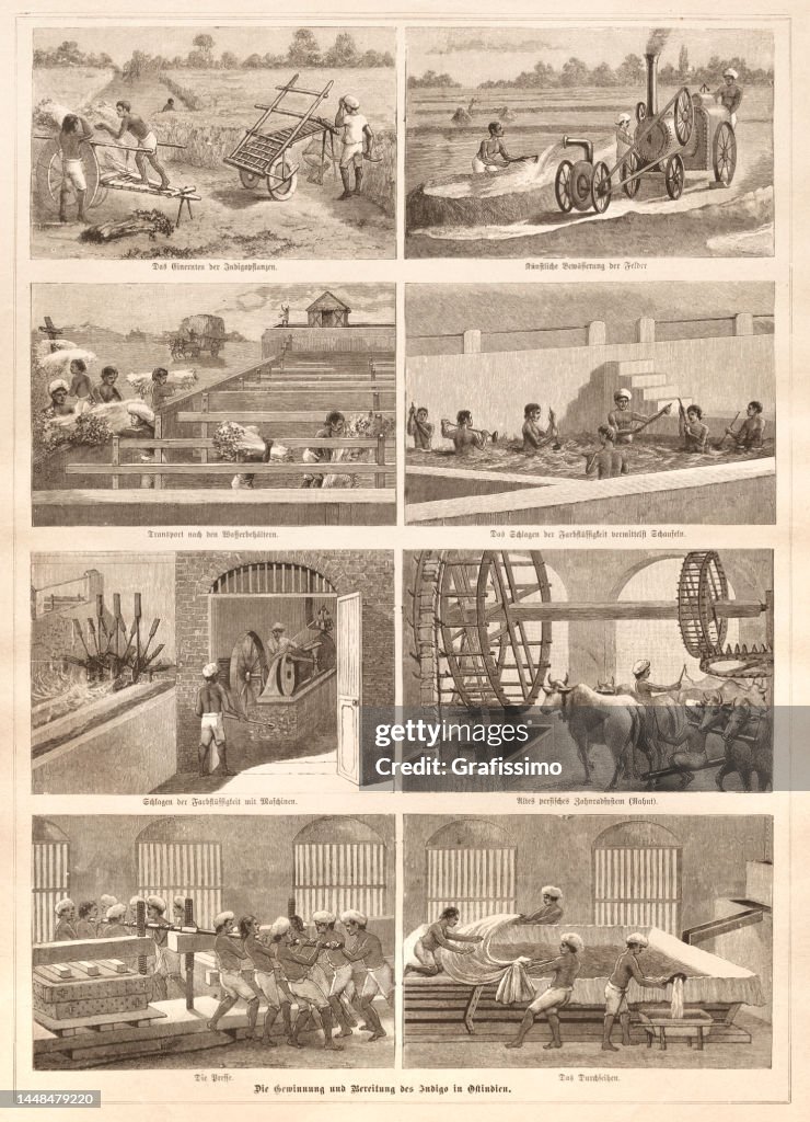 Fabricación del pigmento de color índigo en la India 1888