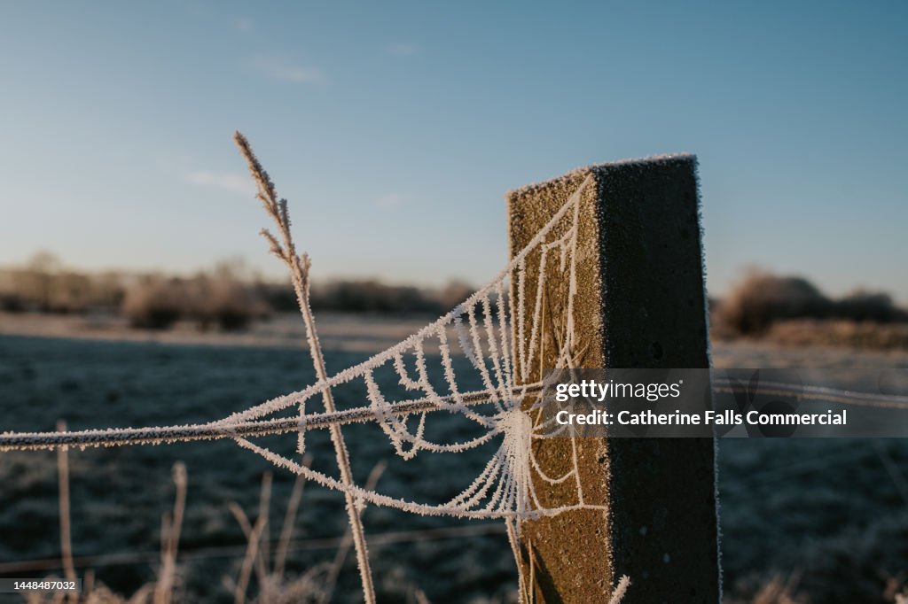 A frozen spiders web on a concrete post