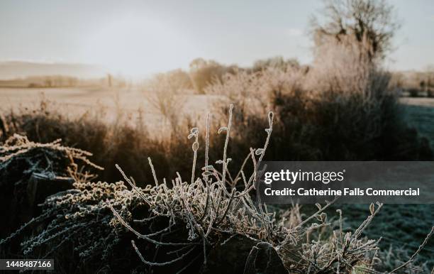 frosty weeds - rainy season stock pictures, royalty-free photos & images