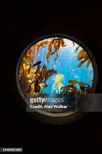 Giant Kelp Forest In Clear Water Seen Through A Porthole Window In Monterey  California High-Res Stock Photo - Getty Images