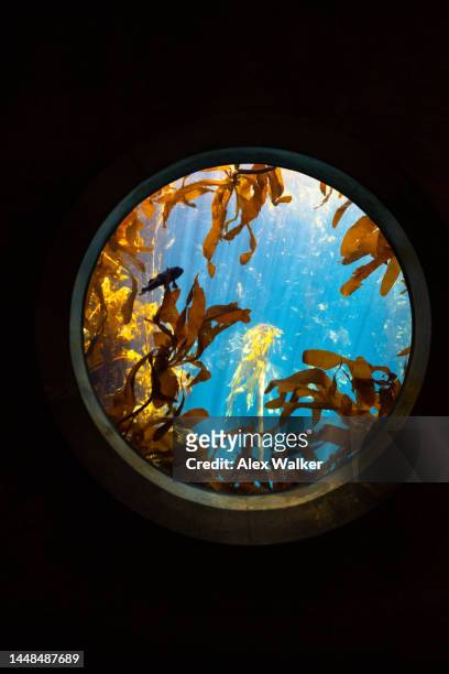 giant kelp forest (macrocystis pyriferain) in clear water, seen through a porthole window in monterey, california - sun rays through window stock pictures, royalty-free photos & images