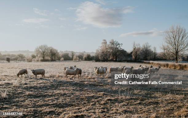 a herd of sheep stand in a frosty field at dawn, under a clear blue sky - cold temperature stock pictures, royalty-free photos & images