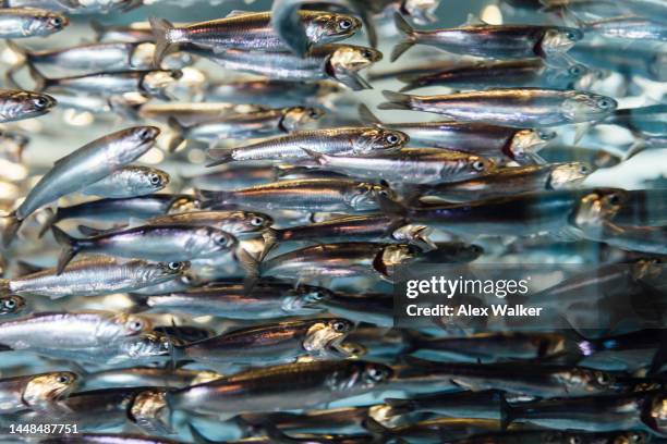 large school of northern anchovy swimming close together, monterey, california - anchovy fotografías e imágenes de stock