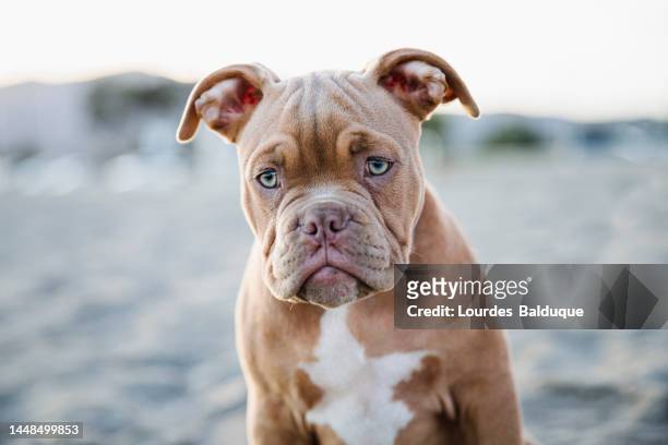 portrait of dogue de bordeaux puppy on the beach - french mastiff stock pictures, royalty-free photos & images