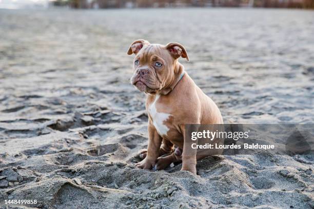 puppy on the beach - french mastiff stock pictures, royalty-free photos & images