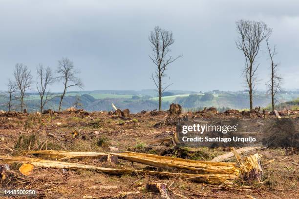 cut forest - luxembourg stockfoto's en -beelden