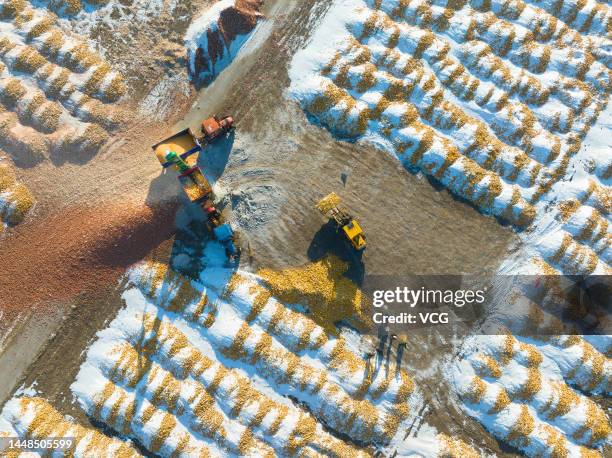 Thresher Ramping 225 Corn Threshing Stock Photos, High-Res Pictures, and Images - Getty ...