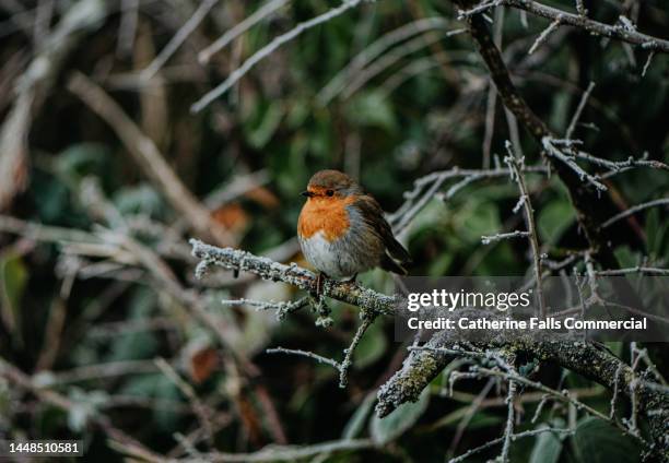 little robin perches on a frosty branch - mark robins bildbanksfoton och bilder