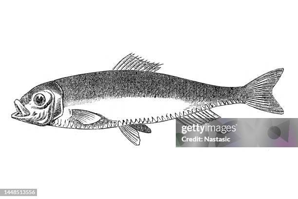 sprat - sprat fish stock illustrations