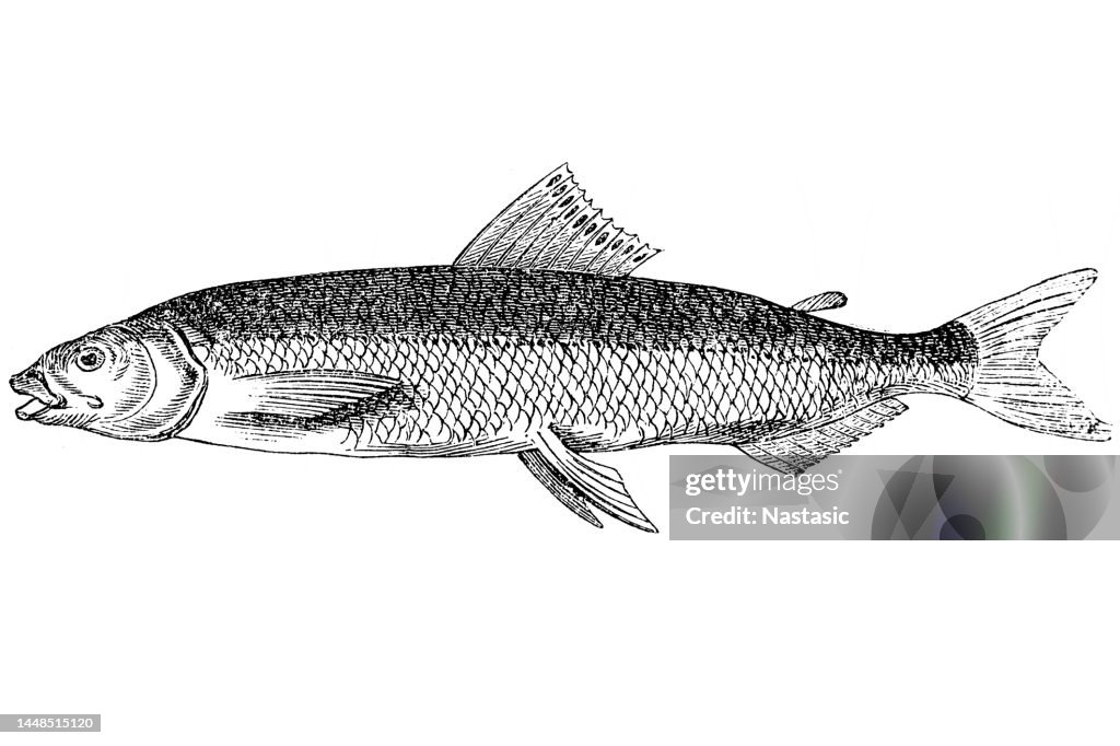 Maraena whitefish