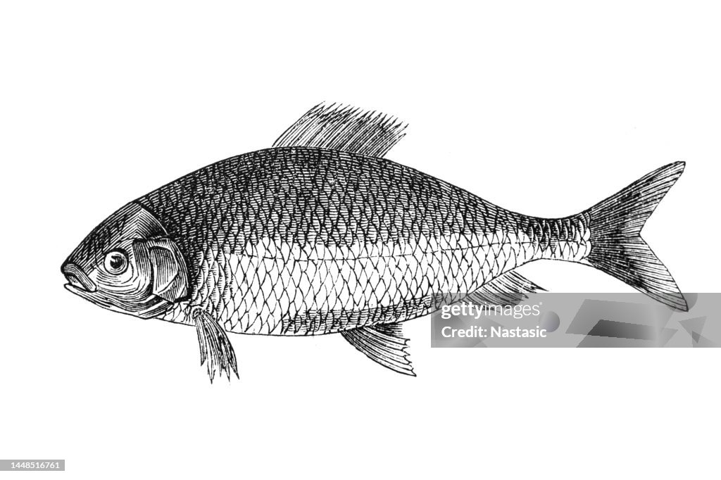 The roach, or rutilus roach (Rutilus rutilus), also known as the common roach, is a fresh- and brackish-water fish of the family Cyprinidae
