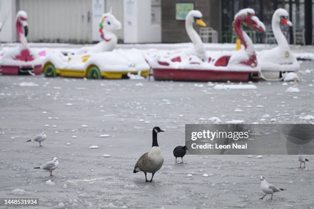 Geese and ducks walk on a frozen pond in Alexandra Park on December 12, 2022 in London, England. Snow and ice disrupted rail travel and closed...