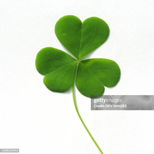 three leaf clover isolated on white - clover leaf shape stock pictures, royalty-free photos & images