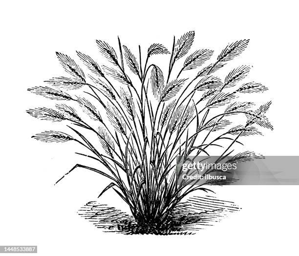 antique engraving illustration: crested barley grass, hordeum jubatum - barley stock illustrations