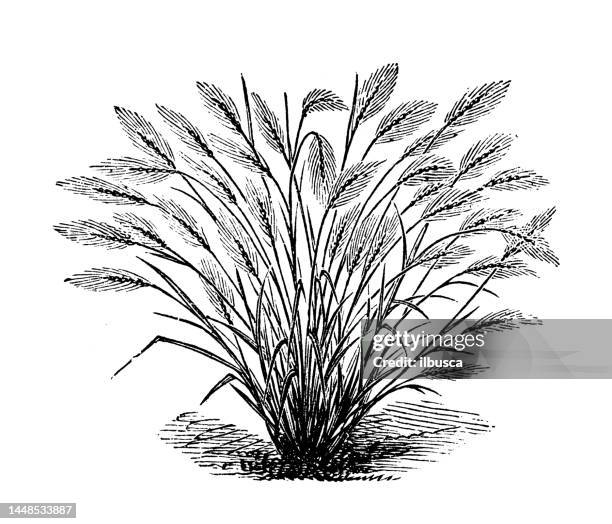 antique engraving illustration: crested barley grass, hordeum jubatum - foxtail barley stock illustrations