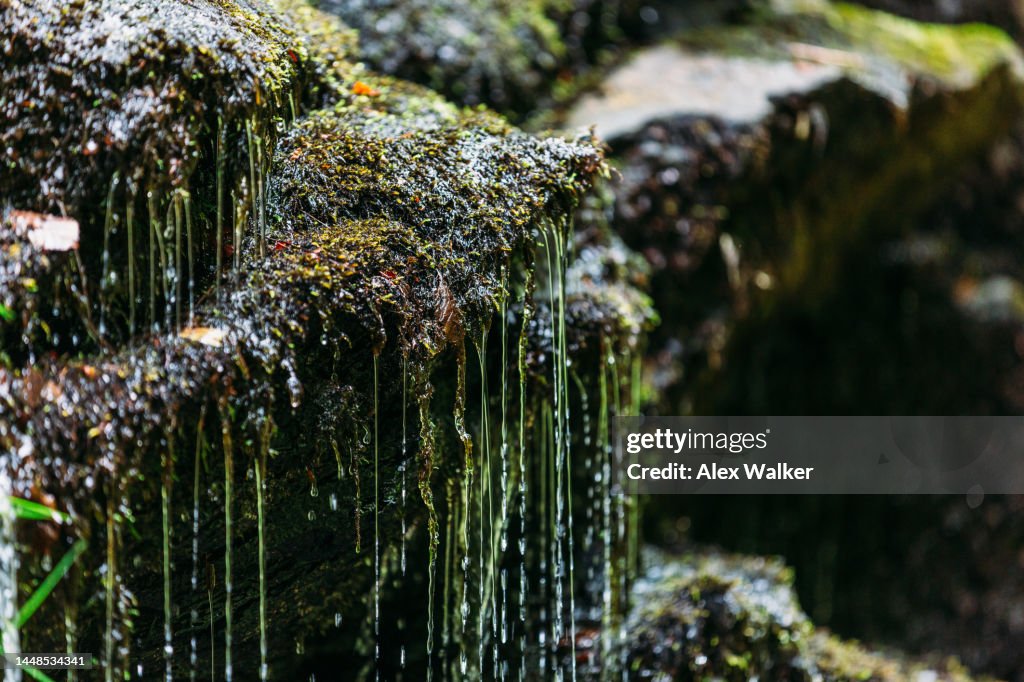 Water droplets falling down mossy rocks in dense forest at the Birks of Aberfeldy, Scotland