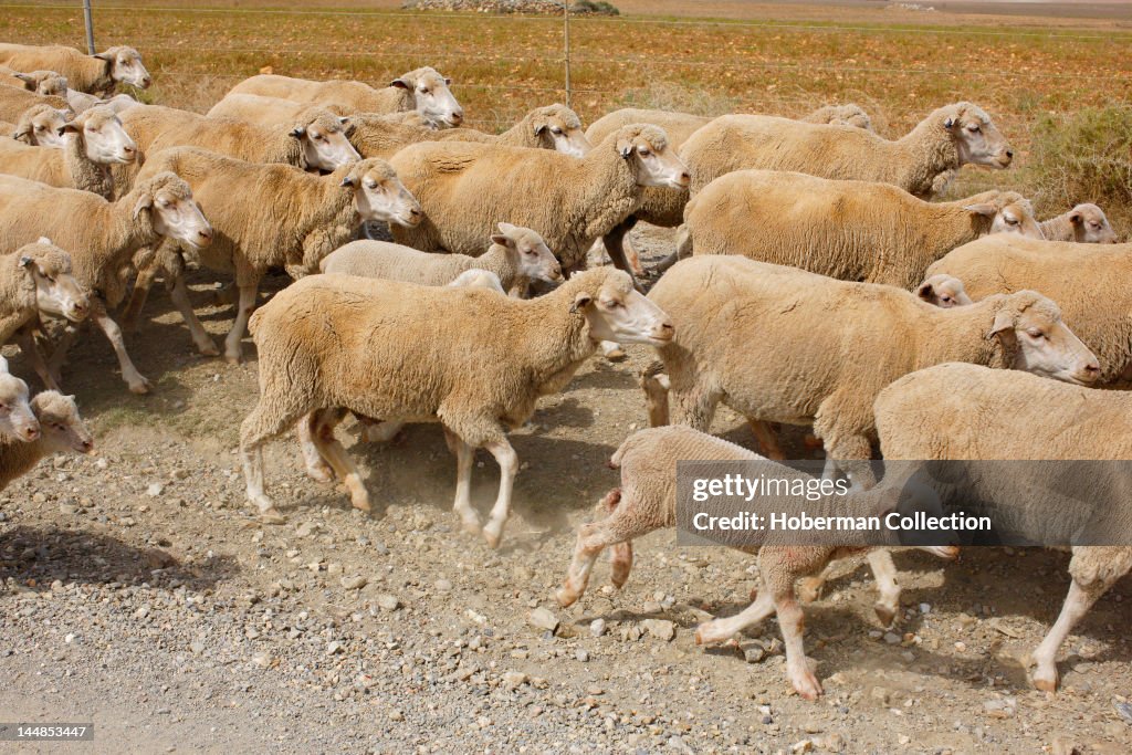 Sheep Herd