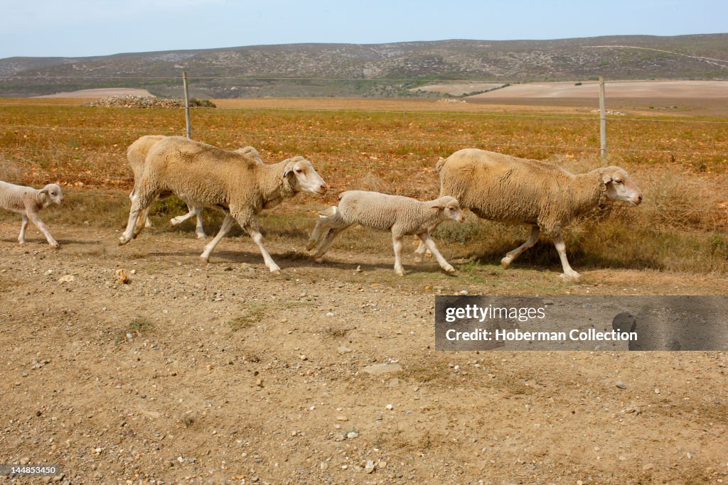 Sheep Herd