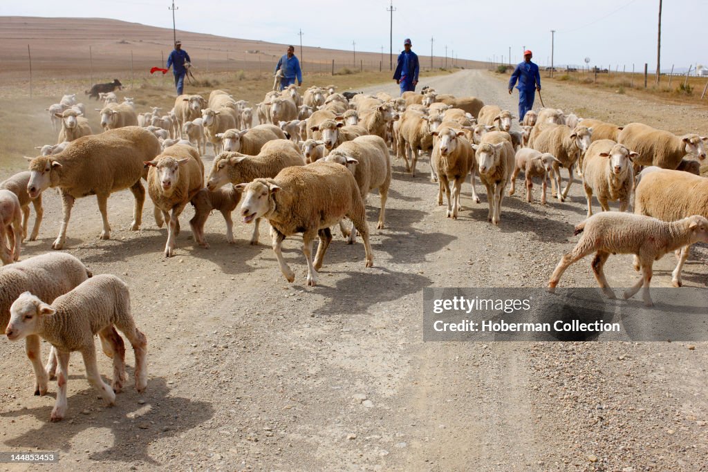 Shephards and sheep herd