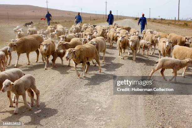 Shephards and sheep herd