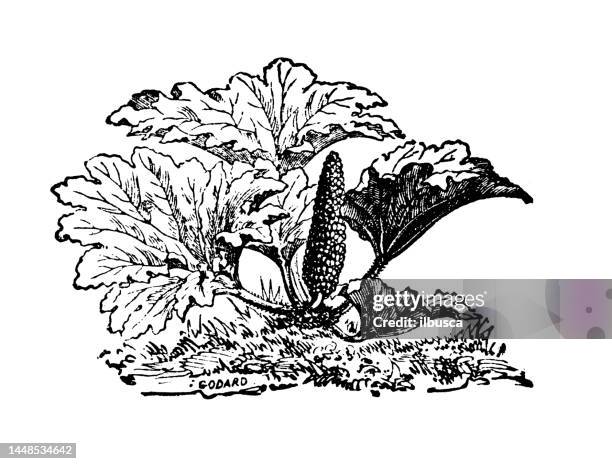 ilustraciones, imágenes clip art, dibujos animados e iconos de stock de ilustración de grabado antiguo: gunnera scabra - gunnera plant