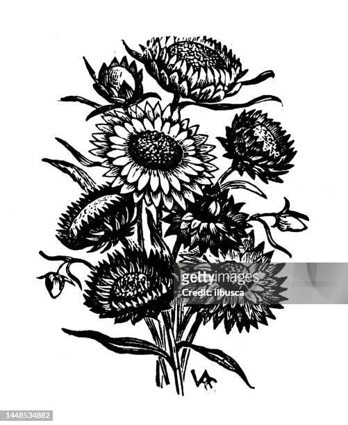antike stichillustration: helichrysum bracteatum - strohblume stock-grafiken, -clipart, -cartoons und -symbole