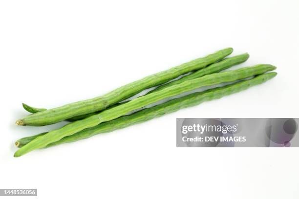 bunch of moringa oleifera or sonjna on white background - moringa oleifera stockfoto's en -beelden