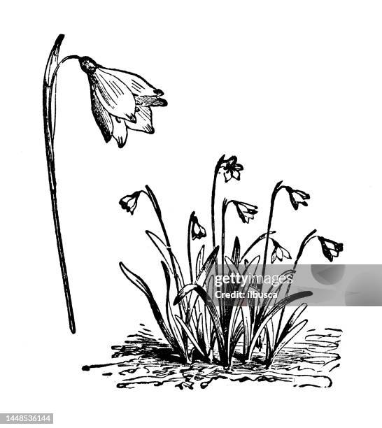 antique engraving illustration: leucojum vernum, siring snowflake - spring snowflake flower stock illustrations
